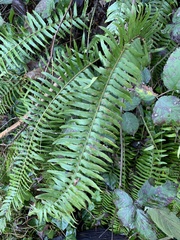 Polystichum munitum