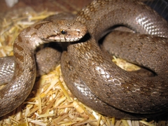 Zamenis hohenackeri