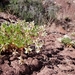 Astragalus iselyi - Photo (c) evolvulux, algunos derechos reservados (CC BY-NC), uploaded by evolvulux