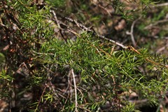 Podocarpus spinulosus