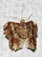 Chiasmia umbrata