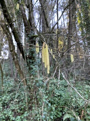 Corylus