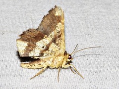 Chiasmia umbrata