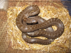 Zamenis hohenackeri