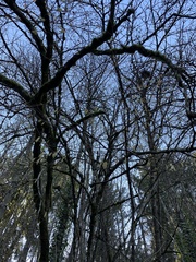 Corylus