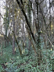 Corylus