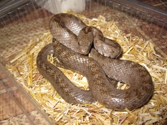 Zamenis hohenackeri