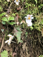 Begonia annulata
