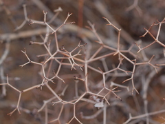 Eriogonum heermannii