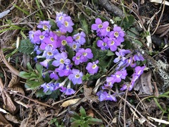 Primula gracilipes