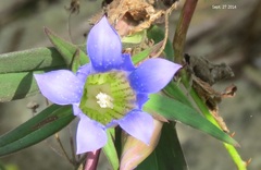 Gentiana scabra
