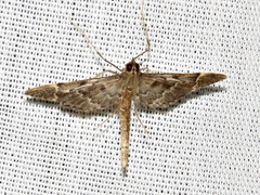 Duponchelia lanceolalis