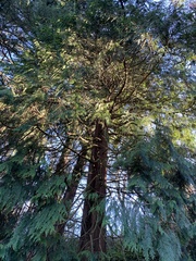 Thuja plicata