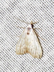 Meganola argyromorpha