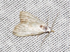 Meganola argyromorpha