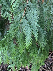Thuja plicata