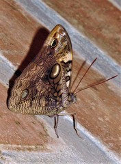 Opsiphanes invirae amplificatus