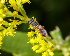 Ectemnius rufipes