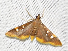 Prophantis smaragdina