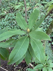 Rhododendron