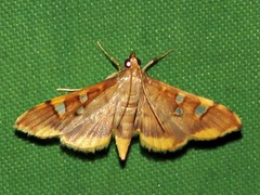 Prophantis smaragdina