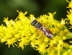 Ectemnius rufipes