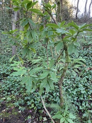 Rhododendron
