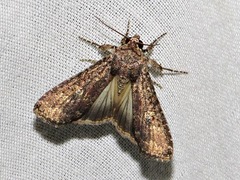 Condica capensis