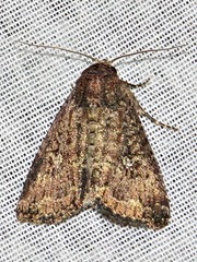 Condica capensis