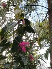 Passiflora rogitamensis