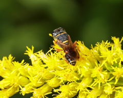 Ectemnius rufipes