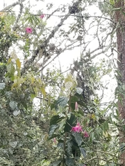 Passiflora rogitamensis