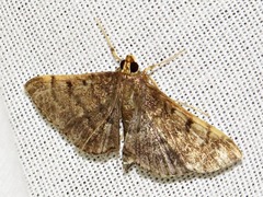 Herpetogramma mutualis