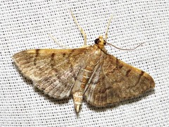 Herpetogramma mutualis