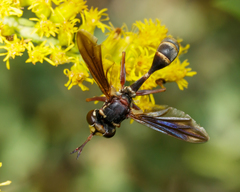 Physocephala sagittaria