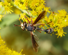 Physocephala sagittaria