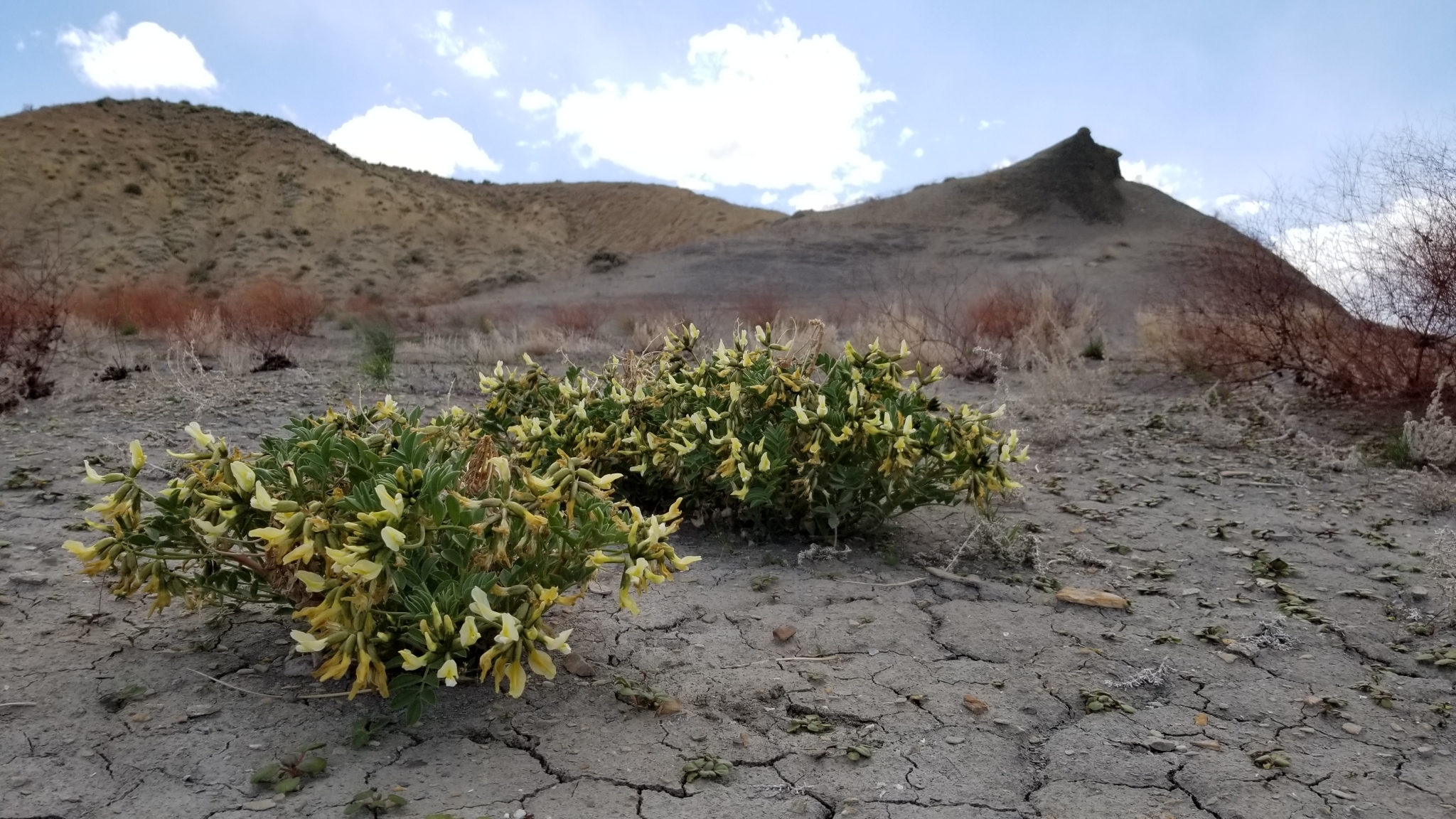 Astragalus sabulosus var. sabulosus