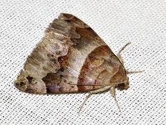 Dysgonia angularis