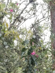 Passiflora rogitamensis