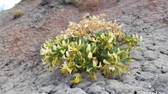 Astragalus sabulosus
