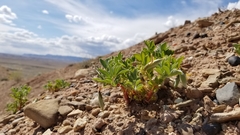 Astragalus sabulosus