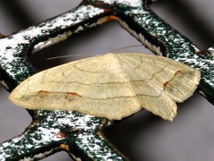 Scopula sanguinisecta