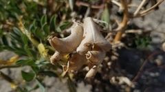 Astragalus sabulosus
