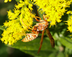Polistes apachus texanus