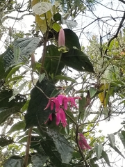 Passiflora rogitamensis