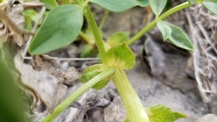 Astragalus sabulosus