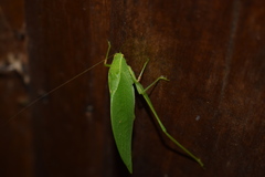 Phylloptera
