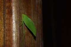 Phylloptera