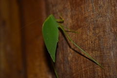 Phylloptera