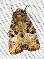 Tycomarptes inferior